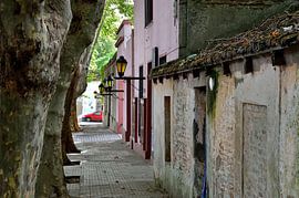 Oude bomen & huizen van Frank's Awesome Travels