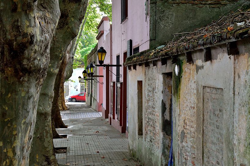 Old trees &amp; houses by Frank's Awesome Travels