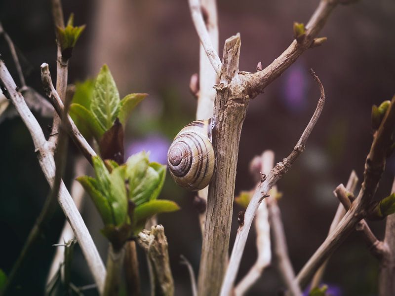 Schnecke by Tomas S.