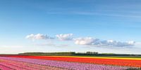Champs de floraison des tulipes roses, rouges et jaunes pendant le coucher du soleil en Hollande par Sjoerd van der Wal Photographie Aperçu