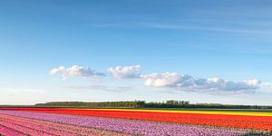 Felder von blühenden rosa, roten und gelben Tulpen während des Sonnenuntergangs in Holland