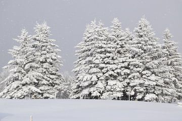 Een ijzig bos onder een grijze hemel van Claude Laprise