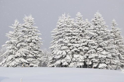 Een ijzig bos onder een grijze hemel