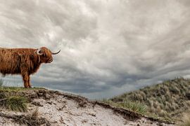 Scottish Highland by Hans Lunenburg
