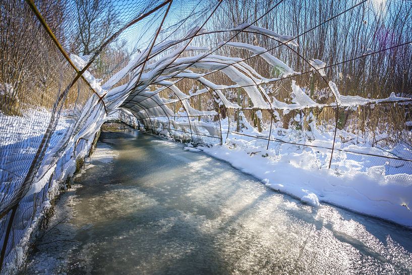 Snowy arches duck decoy Biesbosch by Pixel Meeting Point
