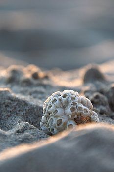 Strandleven