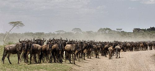 migratie van de gnoes