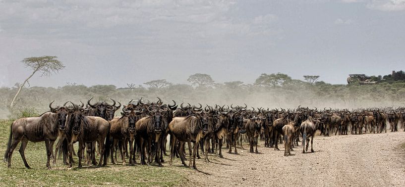 migratie van de gnoes van anja voorn