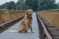 Un golden retriever sur le pont de la bouche d'égout
