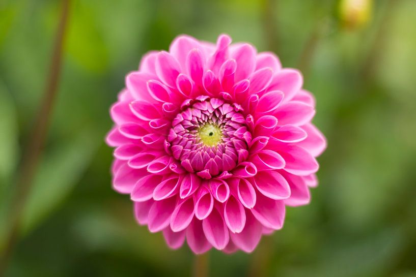 Pink Dahlia Close Up by Charlene van Koesveld