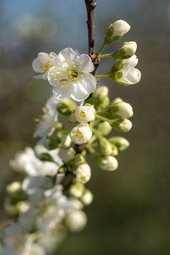 Tak vol bloesem sur Moetwil en van Dijk - Fotografie