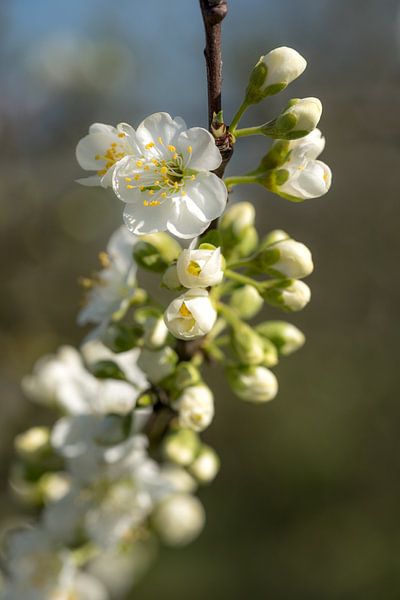 Tak vol bloesem par Moetwil en van Dijk - Fotografie