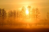 Bäume im Morgennebel