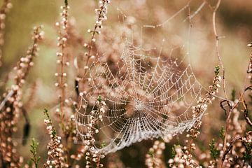 Spinnennetz im Heidekraut von Eva Bos
