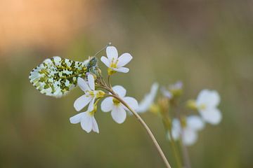 Vlinder op bloem 2 van Lisa Bouwman