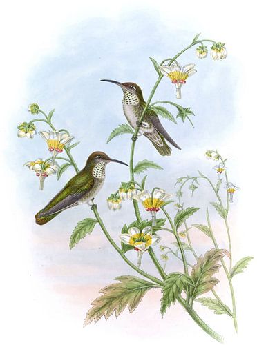 Taczanowskis Emerald, John Gould