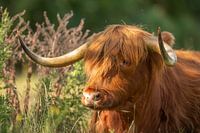 Schottischer Highlander, Schottischer Highlander