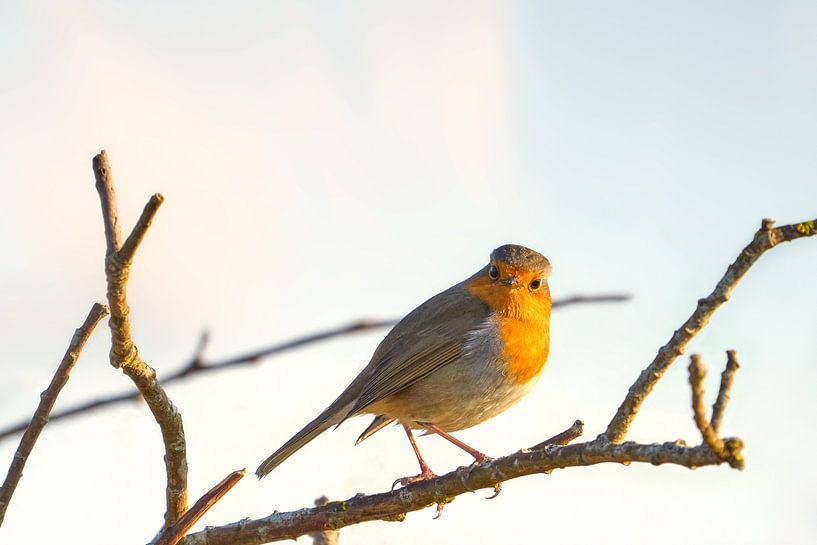 Roodborst op een tak van eric van der eijk