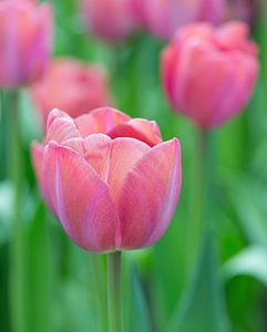 Tulpe von Johanna Blankenstein