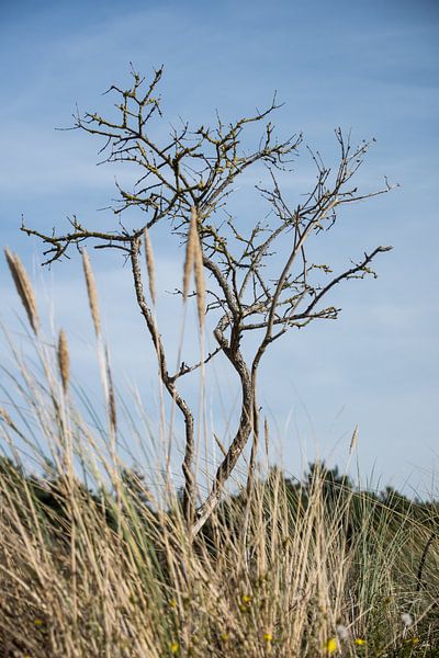 Autumn in the Dutch dunes by Ralph Mbekie