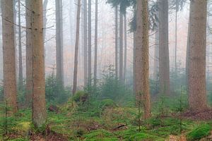 Mistig groen in het bos