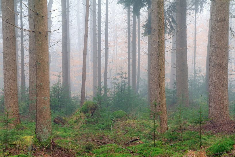 Mistig groen in het bos by Dennis van de Water