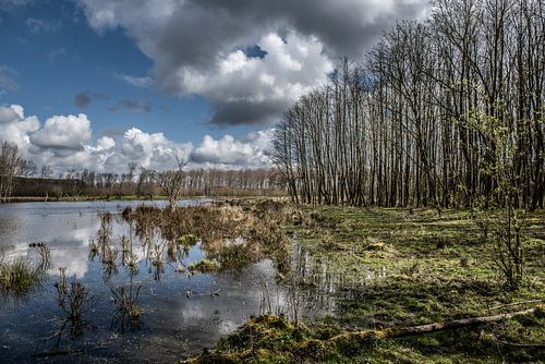 Spiegelung im Broekpolder II
