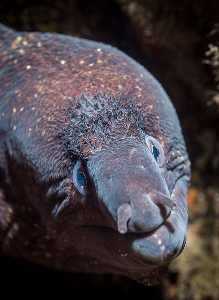 Mediterranean moray eel (Muraena helena) by Enak Cortebeeck