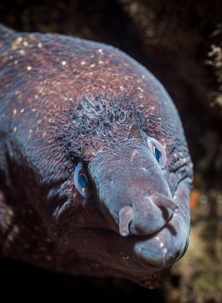 Murène méditerranéenne (Muraena helena) par Enak Cortebeeck