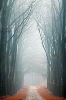Rest in the fog