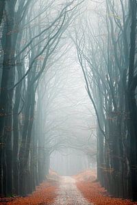 Ruhe im Nebel