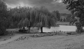 Geese pond in black and white by Jose Lok