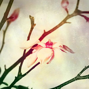 clematis