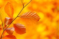 Oranje