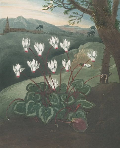 The Persian Cyclamen, Robert John Thornton by Masterful Masters