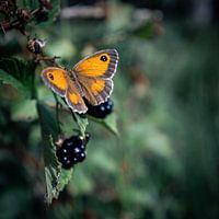 Bramble butterfly
