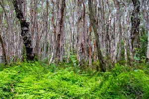 Bomen sur Willem Vernes