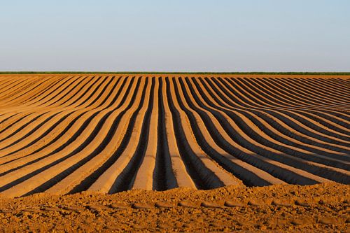 Golden Ploughed Ground Lines