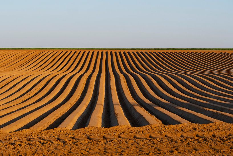 Lignes de terre labourées en or par Anja den Bok