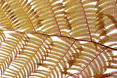 Botanisches Mosaik Herbst