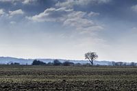 On a cold day in the Ooijpolder, the bare tree and bleak wind.