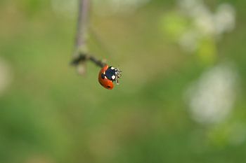 Marienkäfer fertig um weg zu fliegen