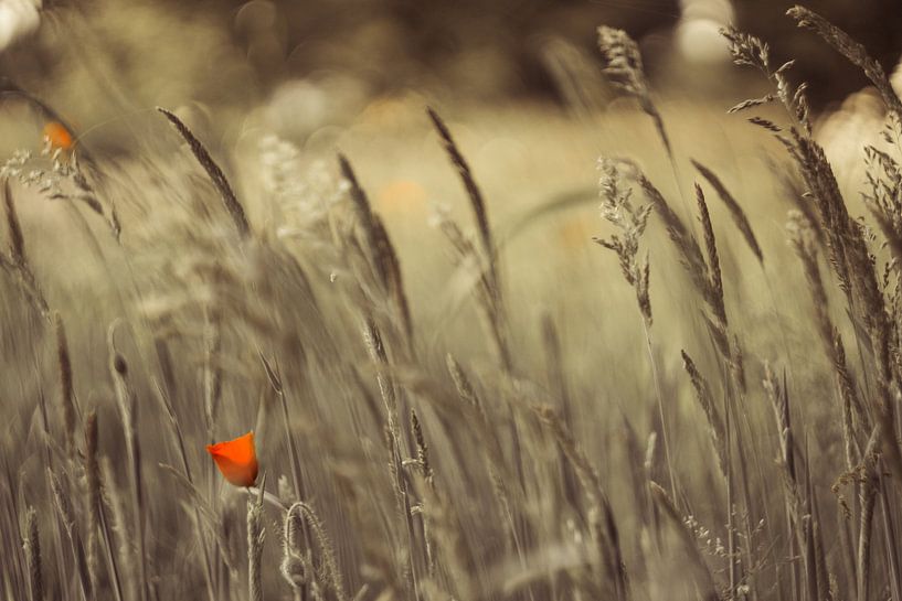 Poppy by Wolbert Erich