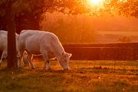 Des vaches blanches au coucher du soleil