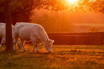 Witte koeien bij zonsondergang van Hans van der Steen