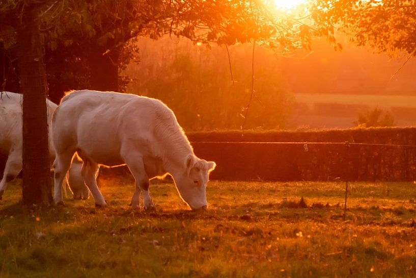 White cows at sunset by Hans van der Steen
