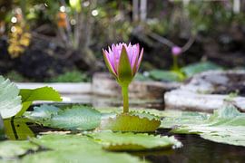 Lotus Blossom by t.ART