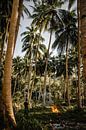 Feuer zwischen den Palmen Philippinen von Yvette Baur Miniaturansicht