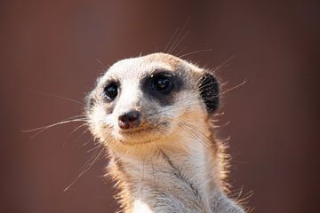 meerkat by Roger Hagelstein