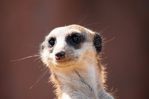 meerkat